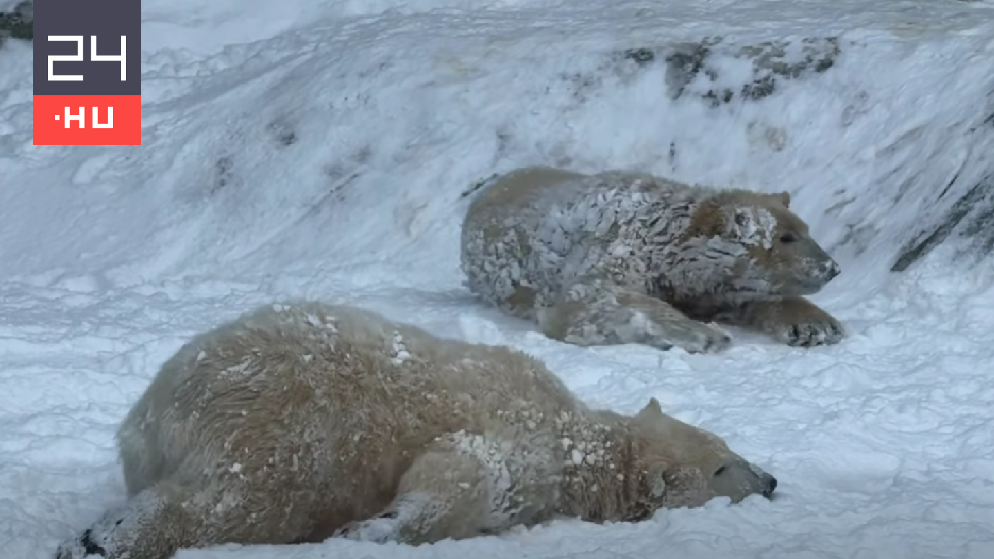 Videó: először láttak havat a Nyíregyházi Állatpark jegesmedvebocsai