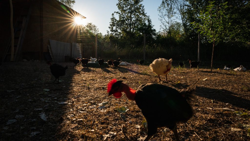 Újra megjelent a madárinfluenza Csongrád-Csanád vármegyében
