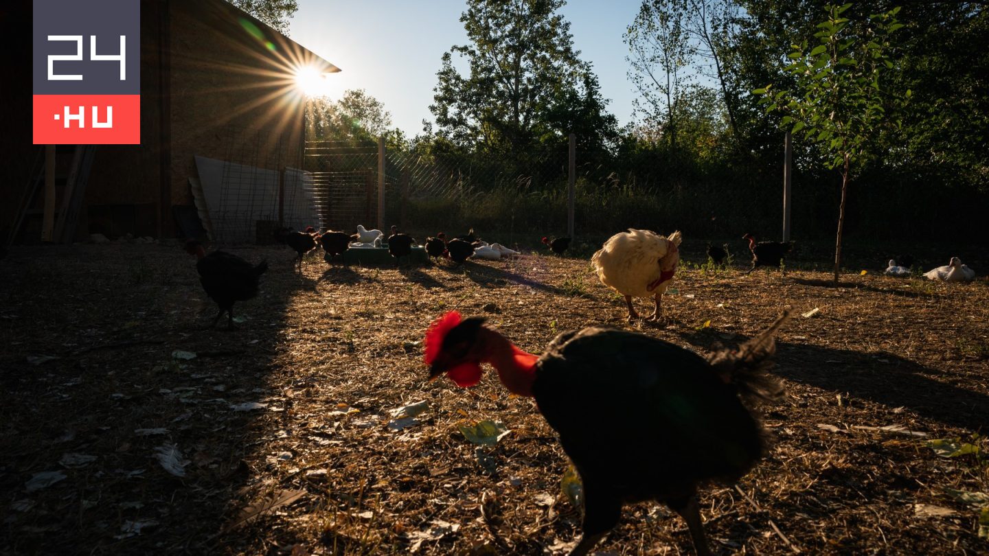 Újra megjelent a madárinfluenza Csongrád-Csanád vármegyében