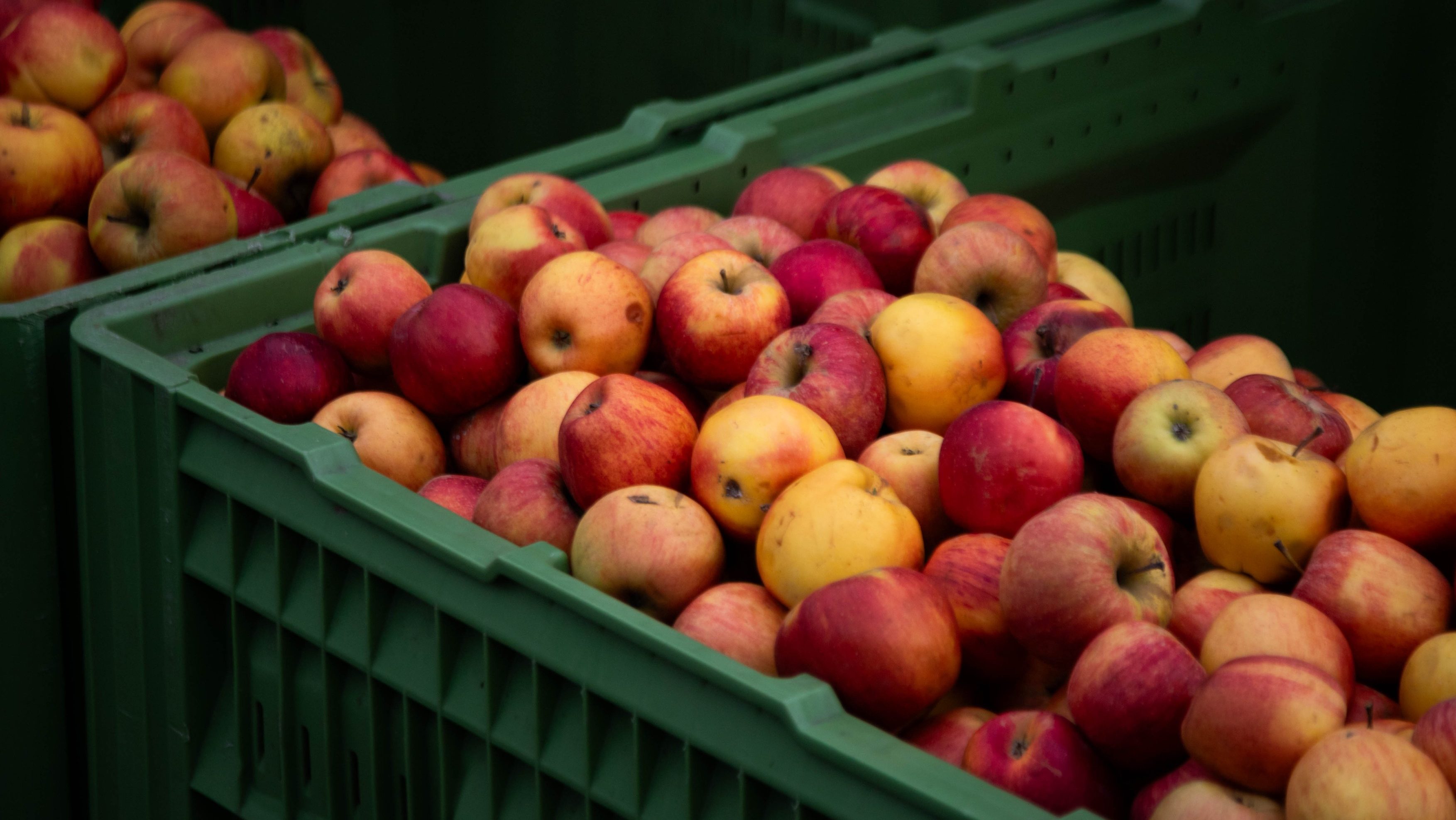 Bevizsgálták az európai almákat, az itthoniak teljesítettek a legrosszabbul.