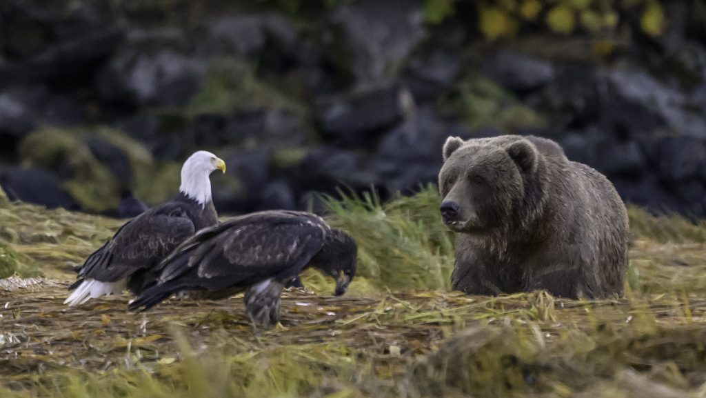 Kvíz: Mennyire ismered az egyes nemzetek szimbólumállatait?