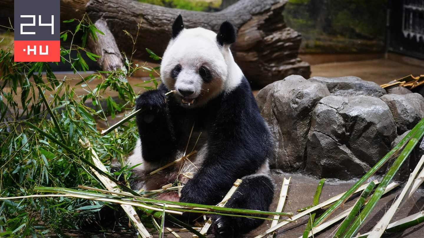 Japán visszaadja két utolsó pandáját Kínának