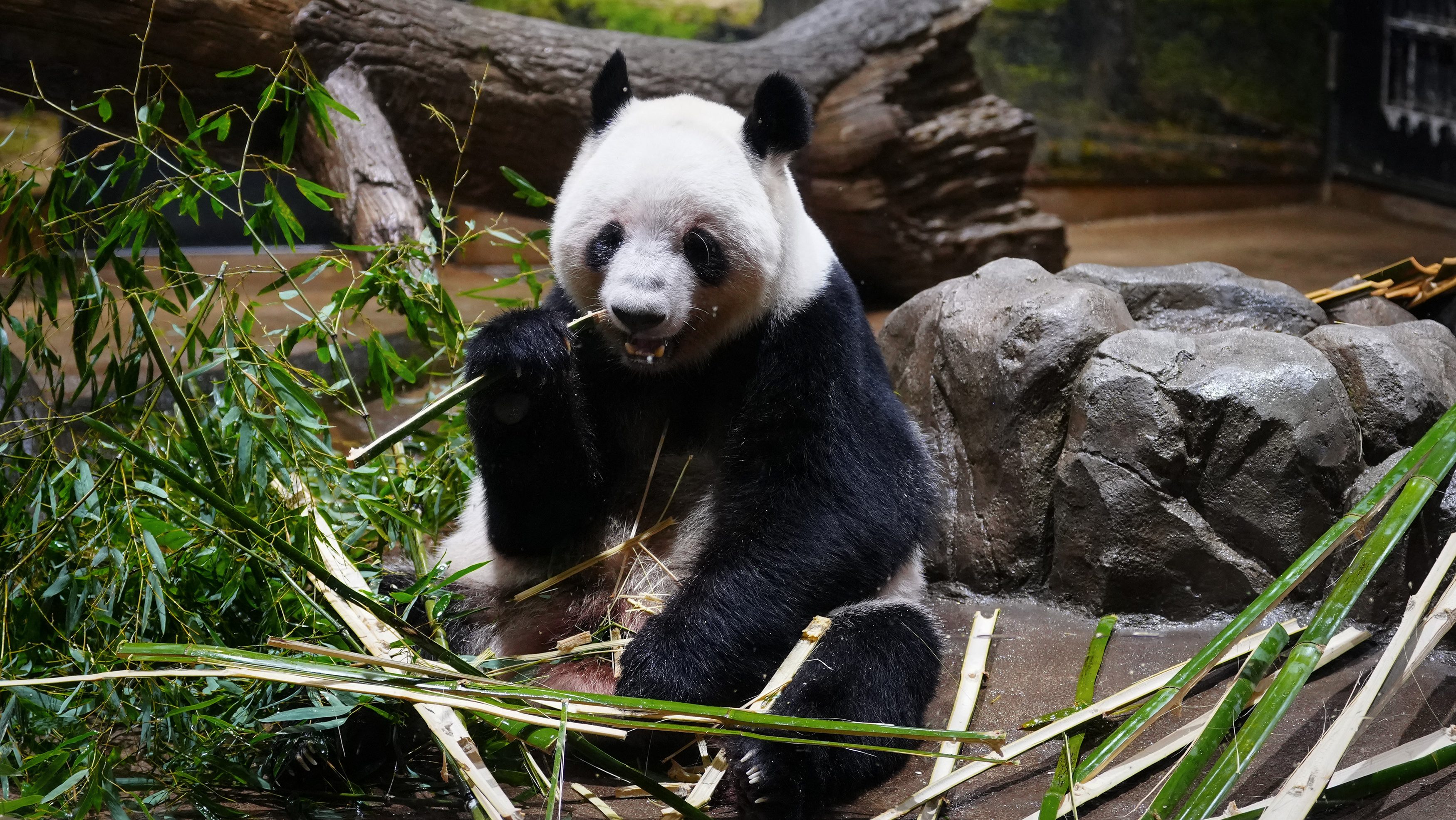 Panda a tokiói állatkertben