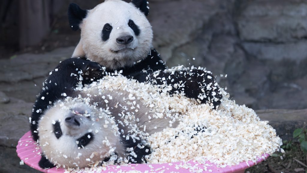 panda támadás harapás veszély