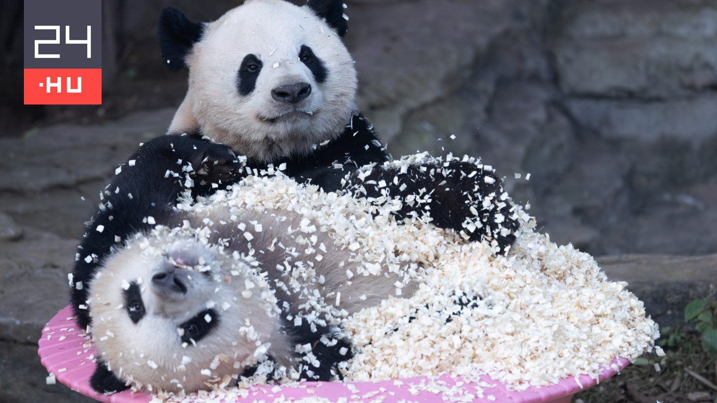 Embert még nem öltek, de ettől még nem veszélytelenek a pandák