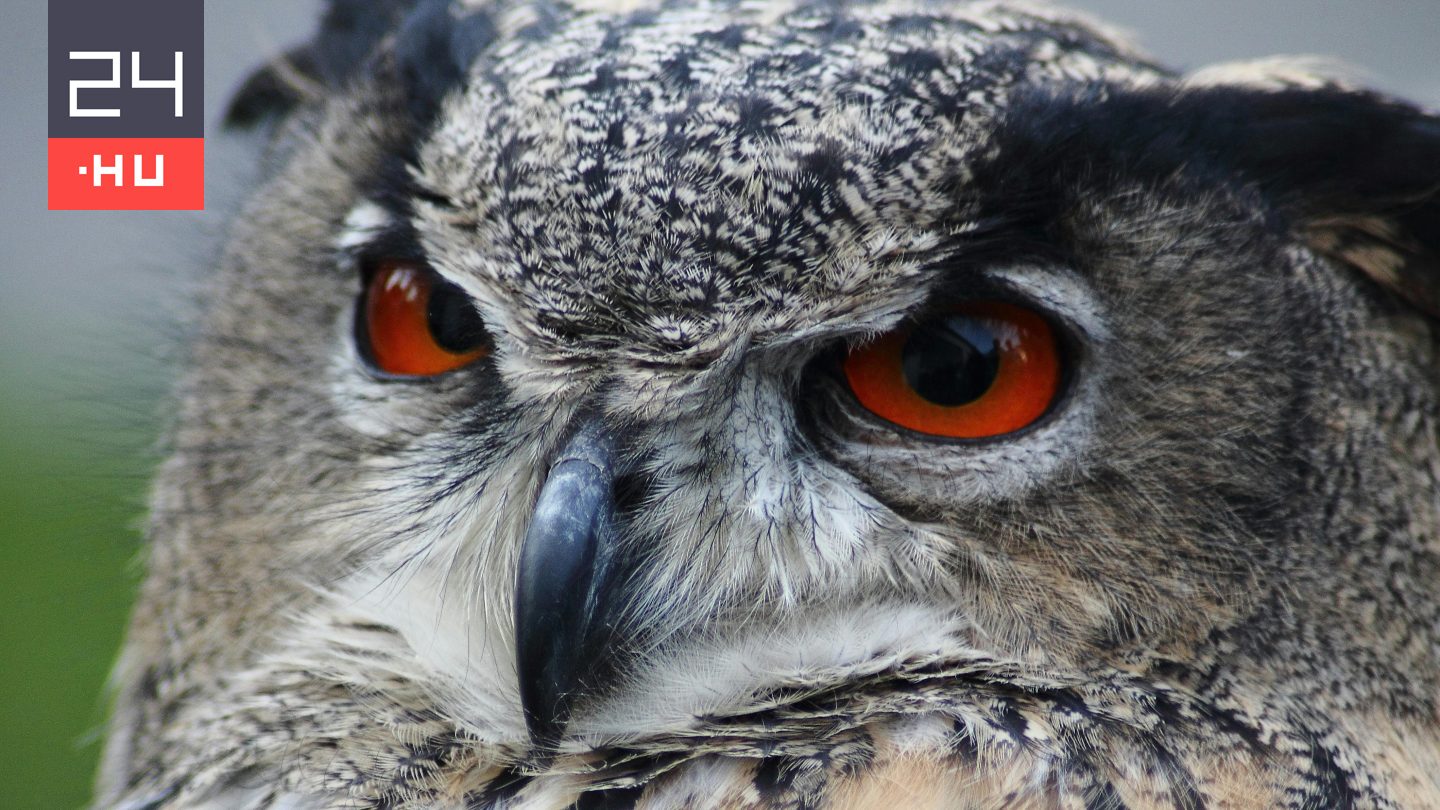 Szabadon engedték a két hónapja elgázolt fülesbaglyot