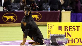Penny, a doberman pinscher, a Best in Show győztese a 150. Westminster Kennel Club Dog Show-n