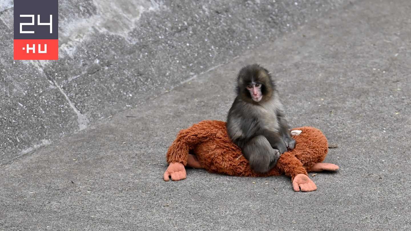 Már a felnőttek is megvédik Punchot, a plüssmajmával híressé vált makákót
