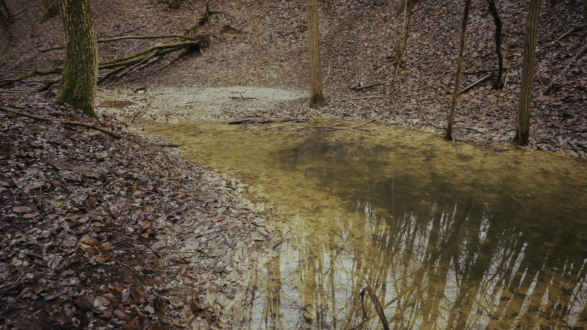 Erdei forrás, amelynek Nagy Zoltán indította el ismét vízellátását.