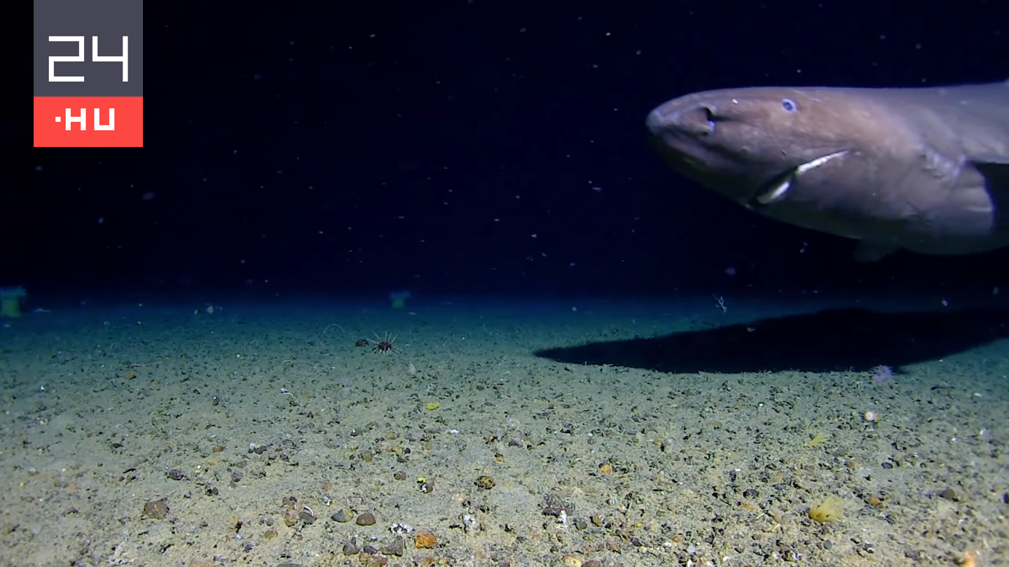 Olyan helyen láttak cápát, ahol korábban még soha