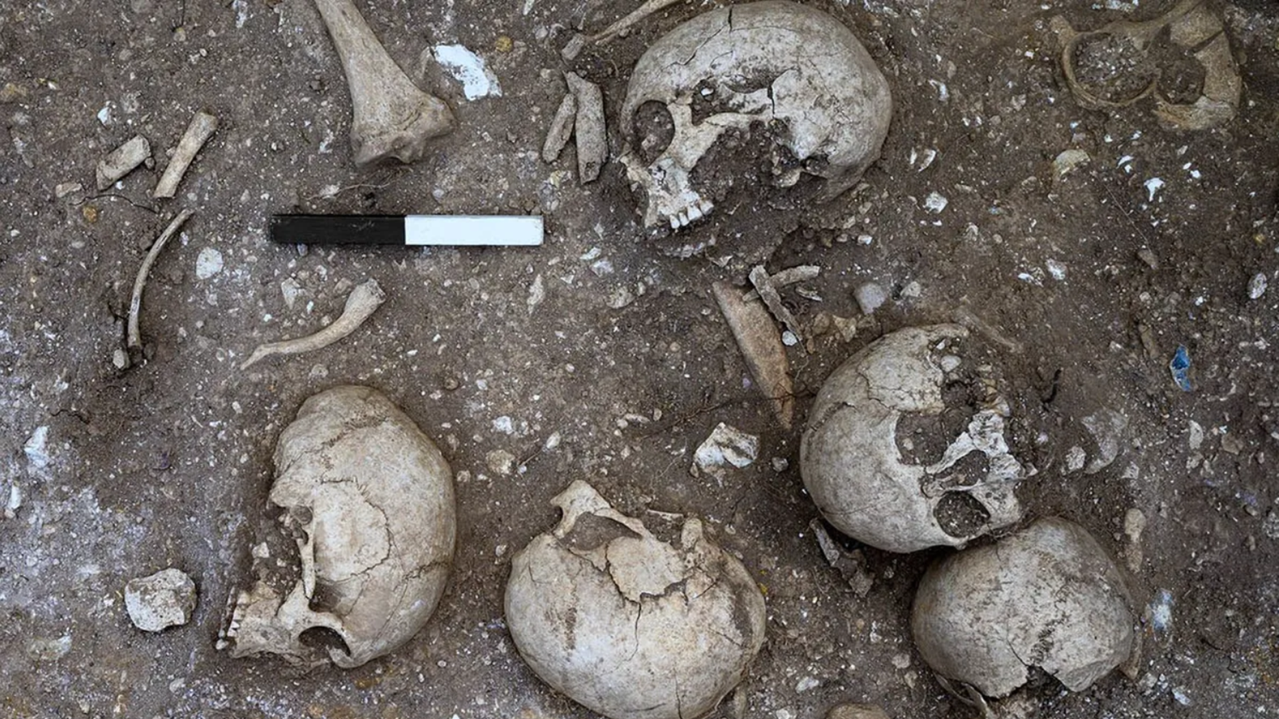 cambridge, régészet, ásatás, óriás, kutatás, csontvázak, kivégzés, csata, harc