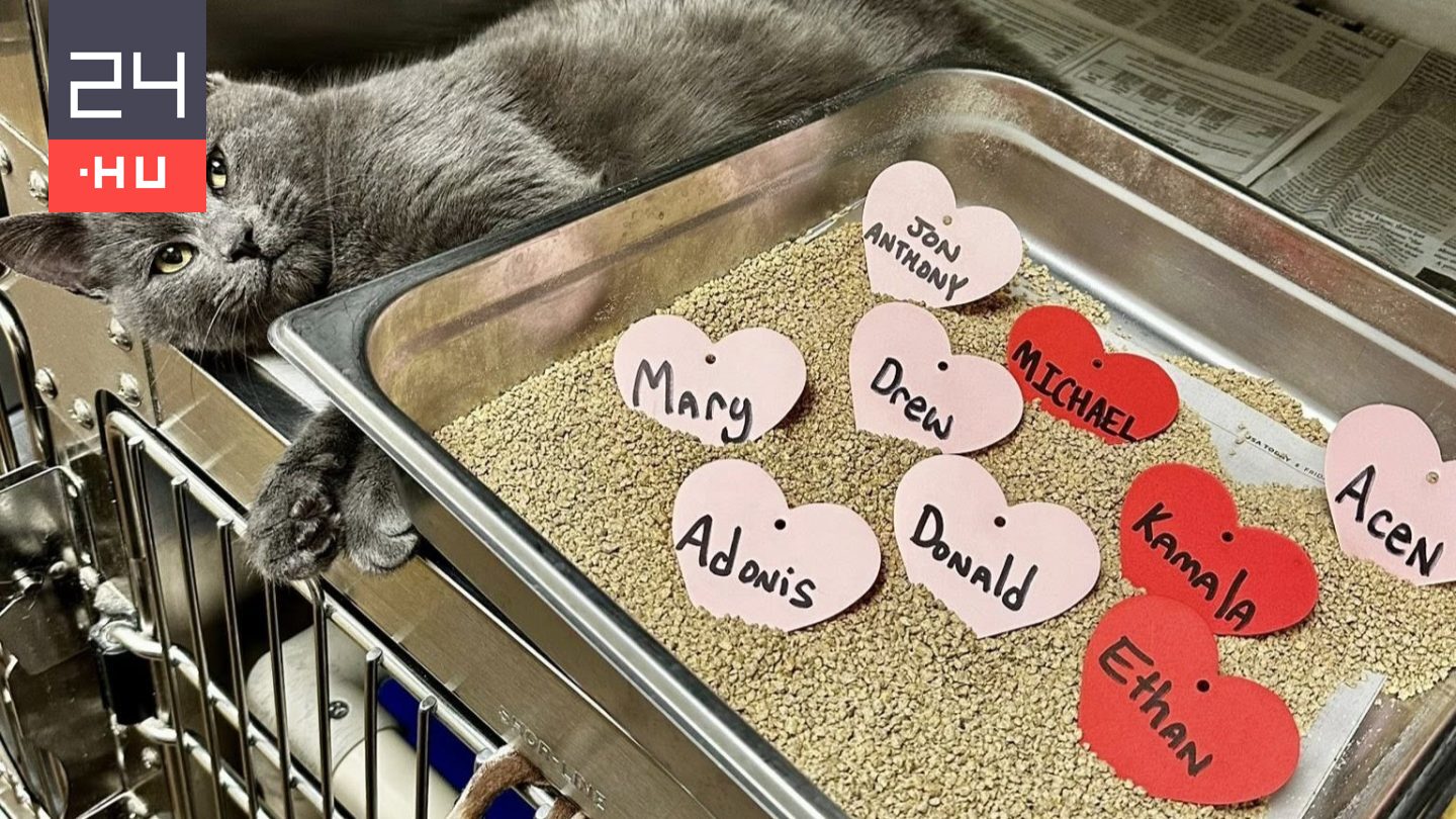 Egy kávé áráért kölyökmacskák tojnak az exed nevére – így lovagolja meg a Valentin-napot egy állatmenhely