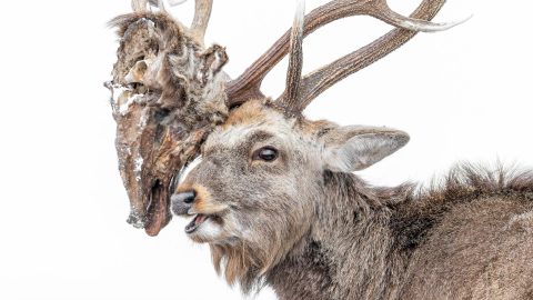 természetfotó, díj, szavazás, Wildlife Photographer of the Year
