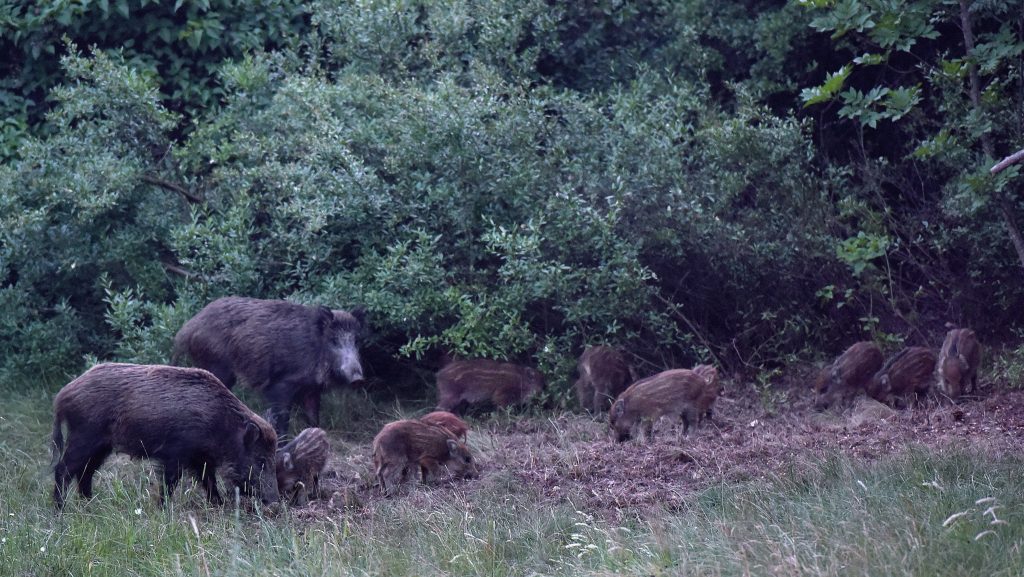 Már 83 vaddisznót fogott be a hegyvidéki önkormányzat