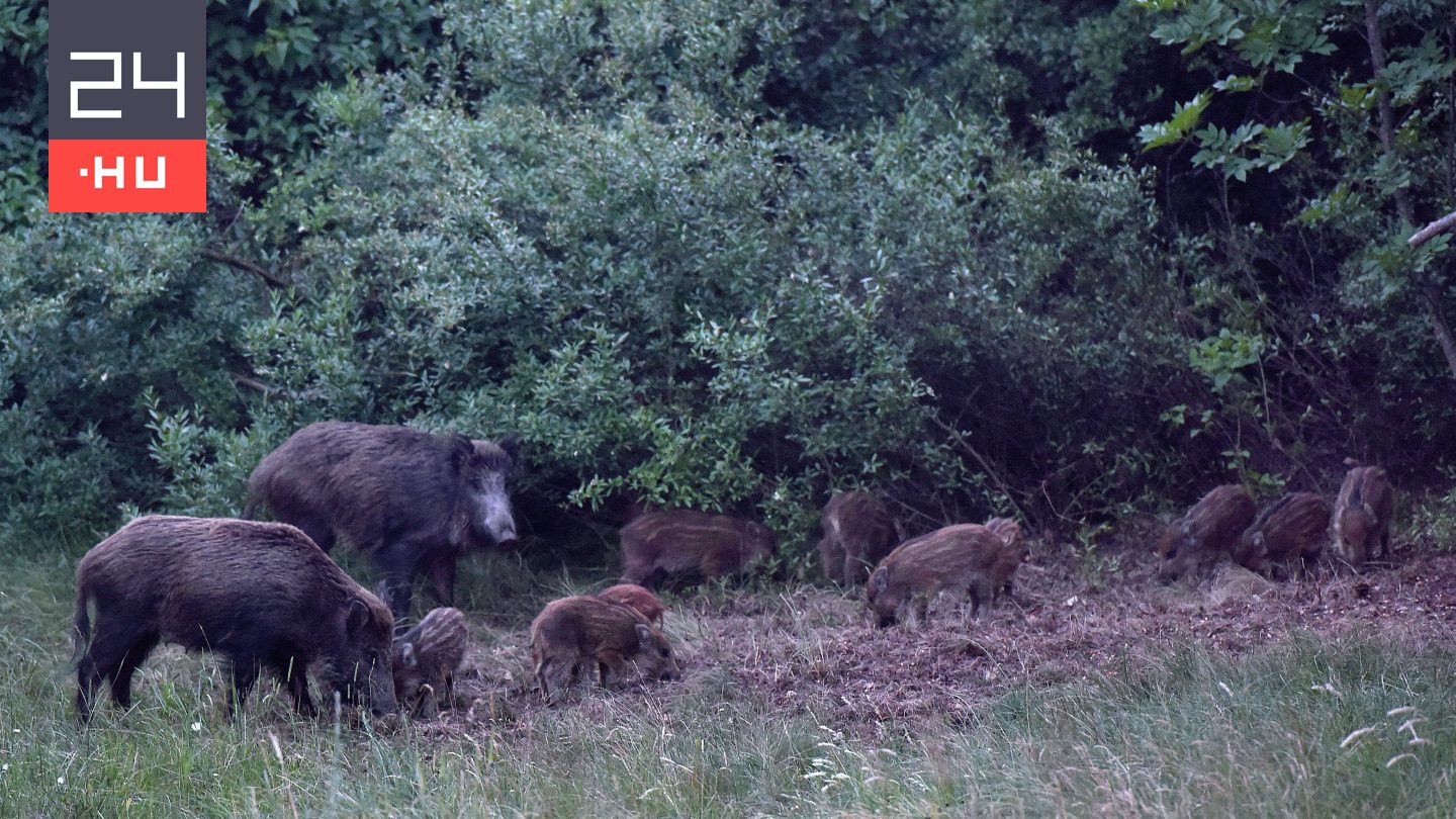 Már 83 vaddisznót fogott be a hegyvidéki önkormányzat