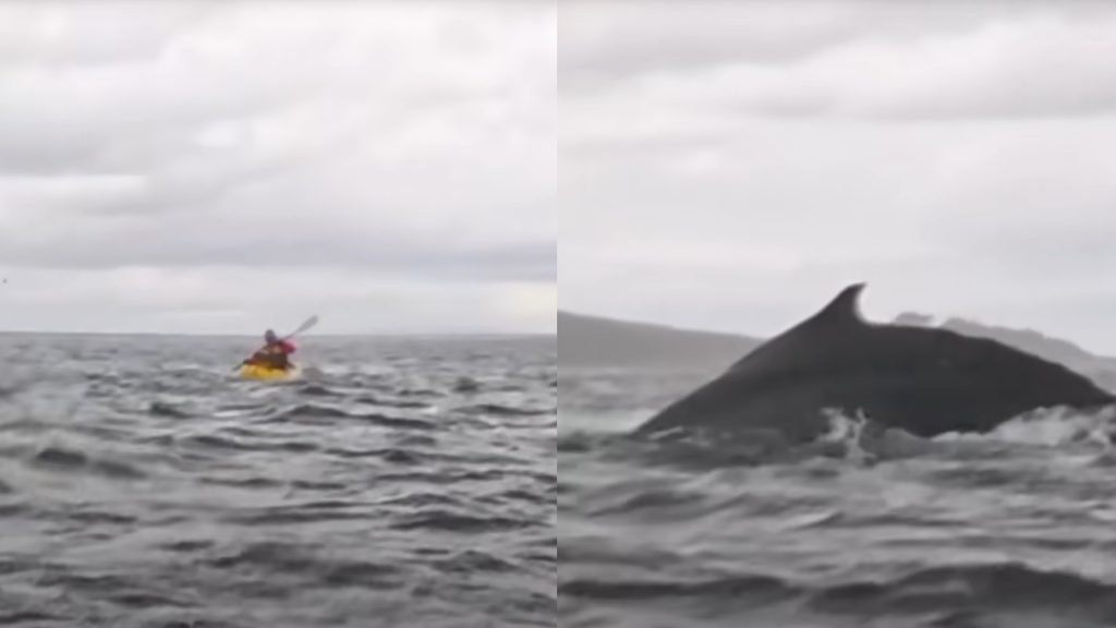 Egy éve ilyenkor: videóra vette az apa, amint a fiát bekapja egy bálna