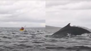 bálna megeszi a fiút