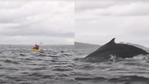 bálna megeszi a fiút