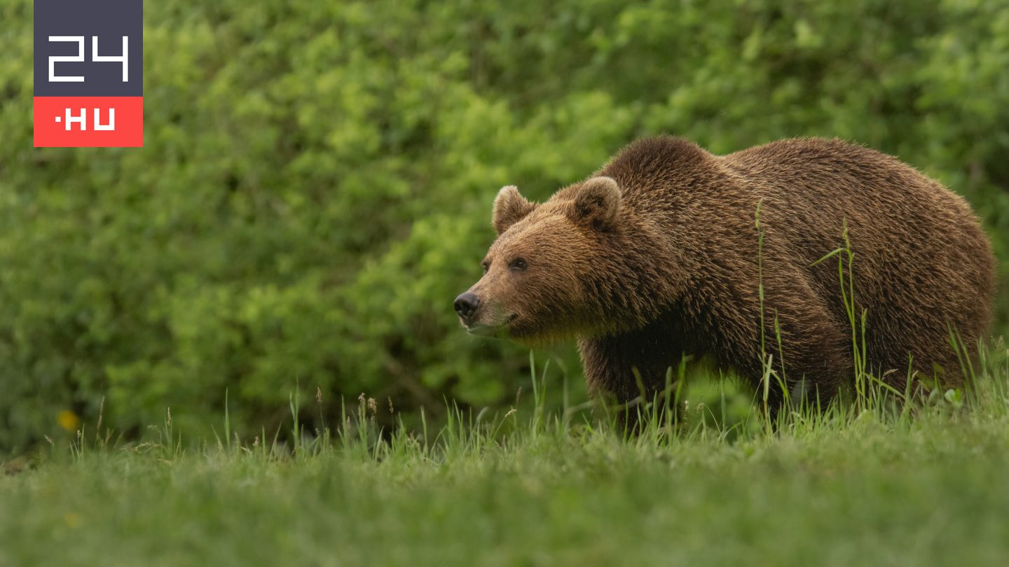 Medve ölte meg az őskori tinédzsert