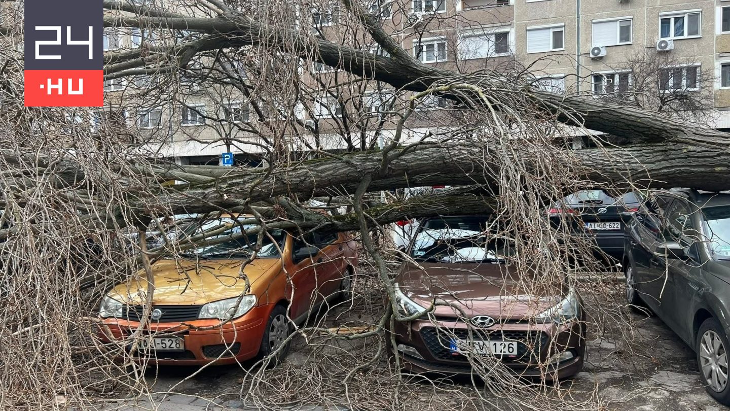 Négy-öt autót összenyomott egy kidőlt fa Békásmegyeren