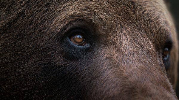 Medvét gázolt halálra a vonat Szlovákiában