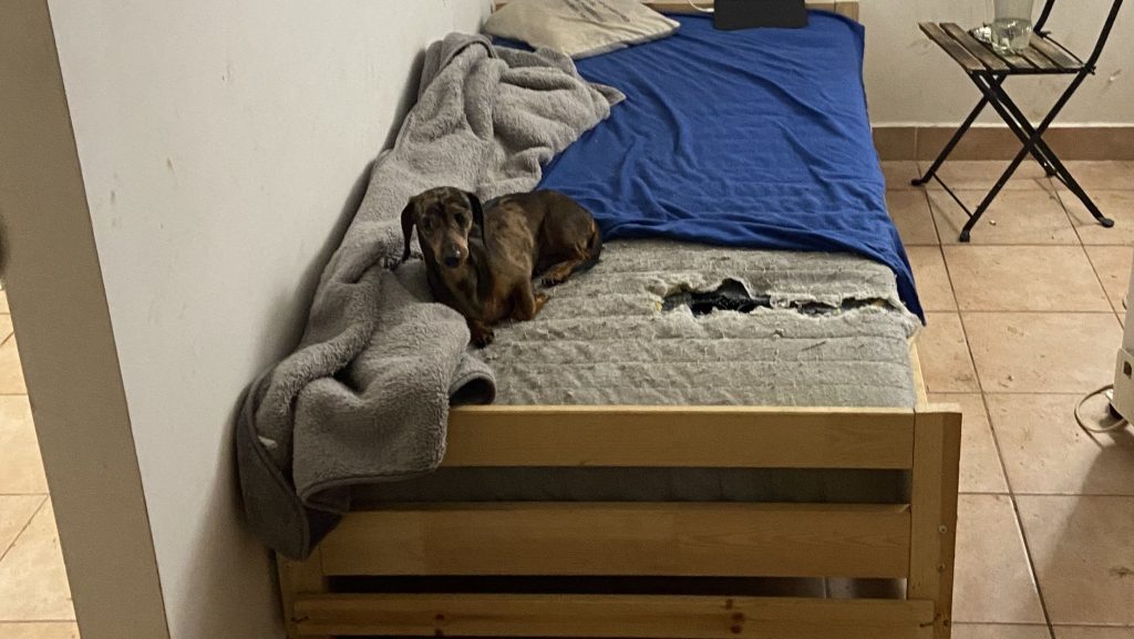 Videóhívásban verte agyba-főbe az éheztetett tacskóit, az egyik kutyának a koponyája a másiknak a lába tört el