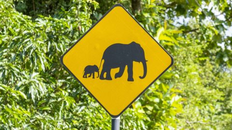 Elefántveszélyt jelző tábla Sri Lankán.