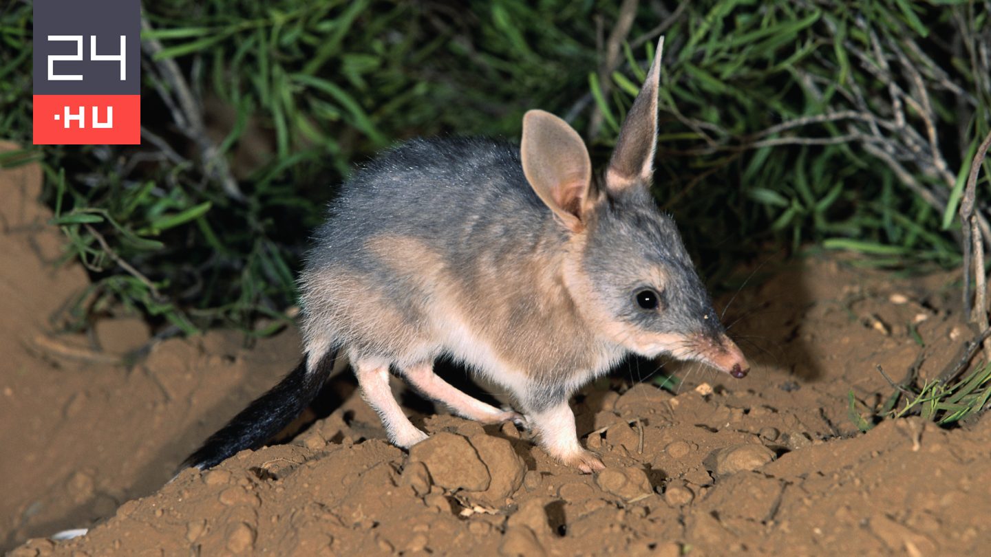 Kvíz: fogadjunk, hogy nem ismeri fel ezt a 10 különös állatot