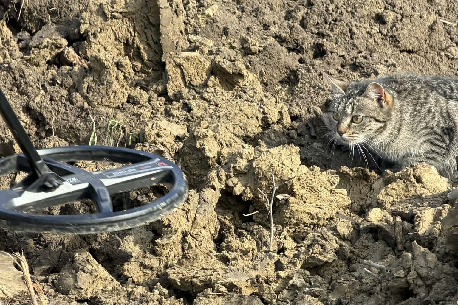 Macska, amelyet elbűvölt a fémkereső látványa.