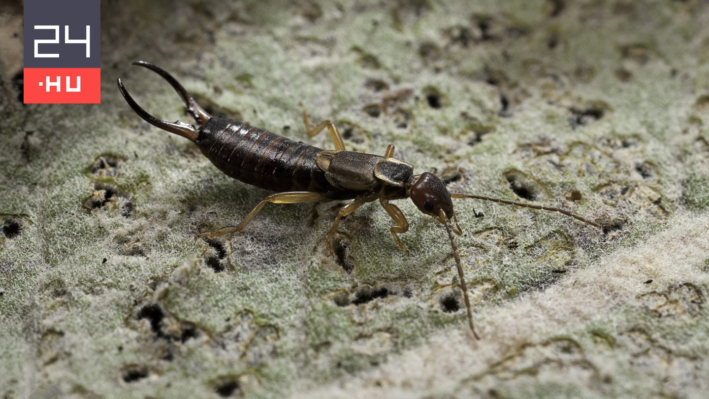 Néha tényleg fülbe másznak a fülbemászók