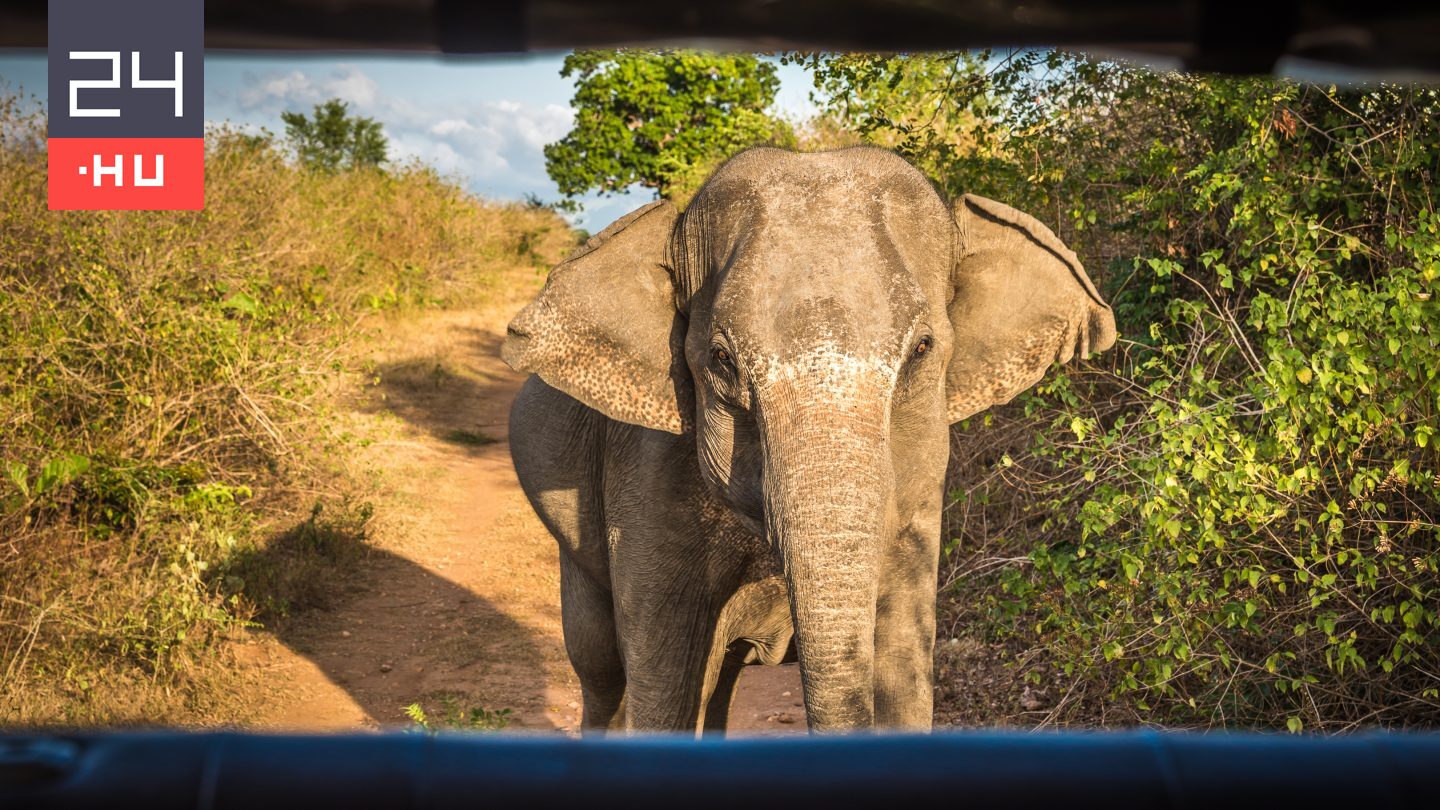 Elefánttámadásban halt meg egy magyar turista Srí Lankán