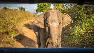 elefánttámadás, srí lanka, rendőrség, haláleset