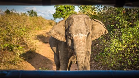 elefánttámadás, srí lanka, rendőrség, haláleset