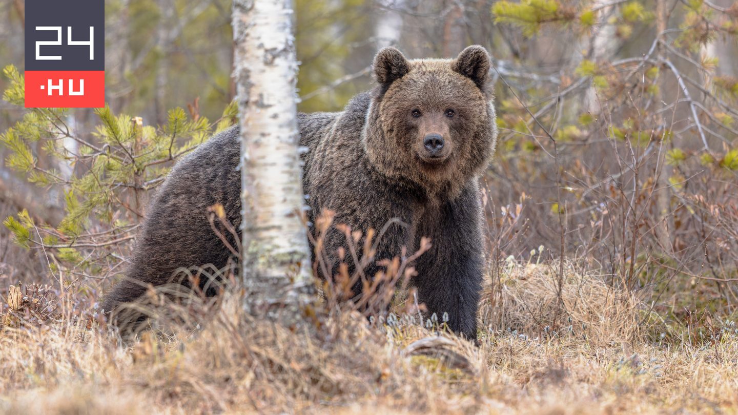 Természetvédelmi őrszolgálat: Nincs nyoma medvének Mogyoród környékén