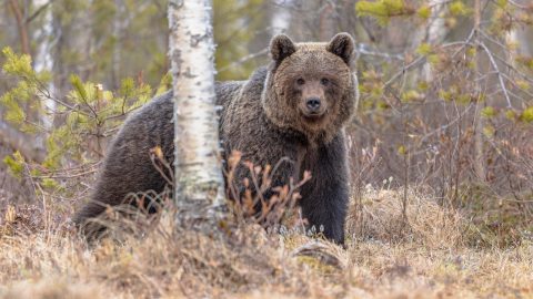 medve mogyoród budapest környékén