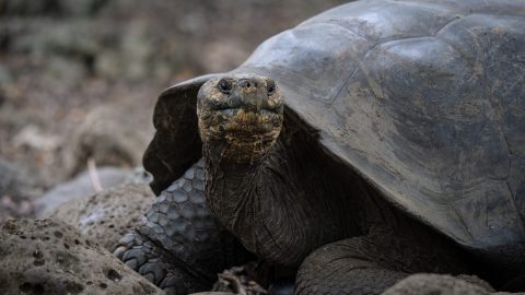 galápagosi óriásteknős