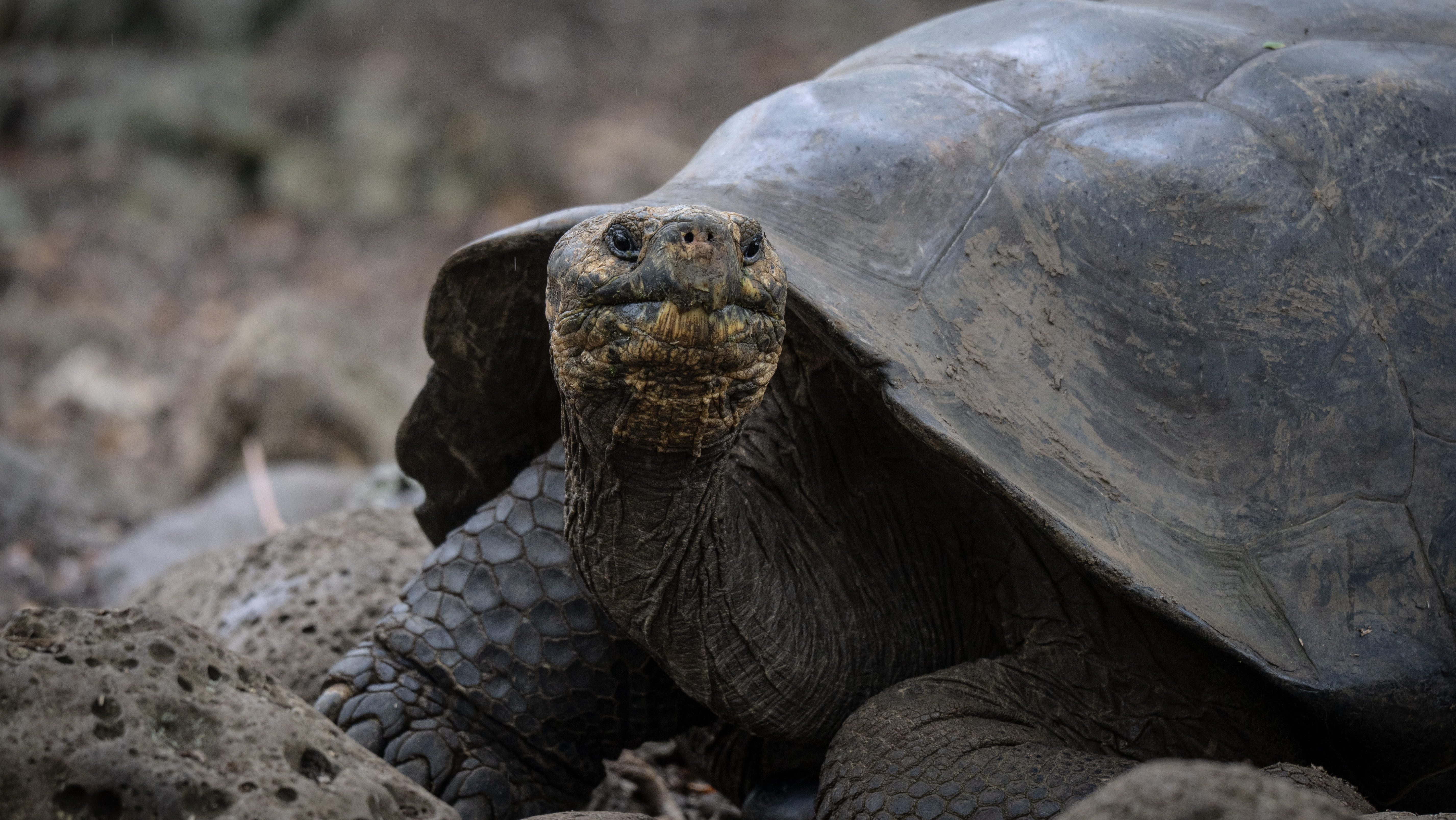 galápagosi óriásteknős