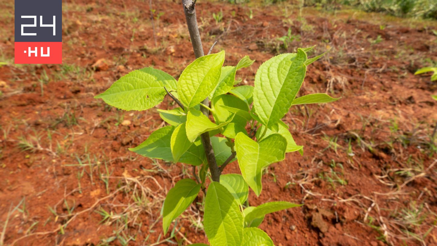 Génmódosított fákkal erdősítette be a Góbi sivatagot Kína