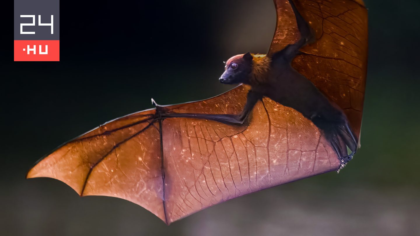 Új, emberre is veszélyes denevérvírust találtak