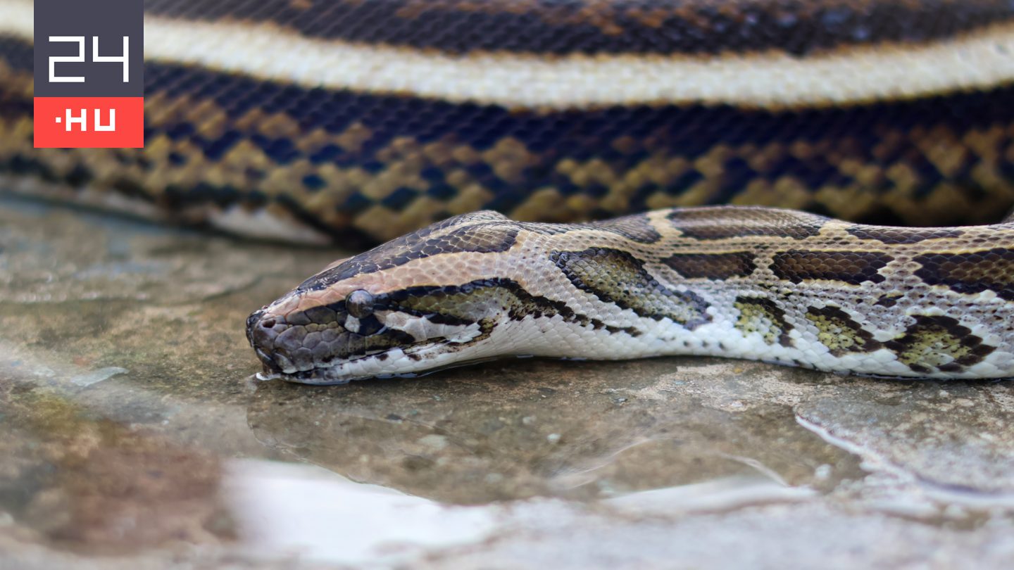 A világ leghosszabb kígyójának egy ember lenyelése sem okoz gondot
