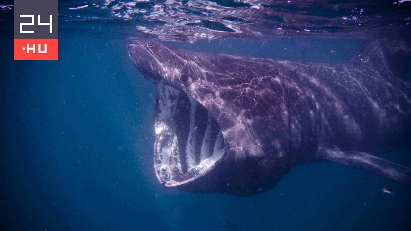 Videó: óriáscápa tűnt fel Horvátország partjainál