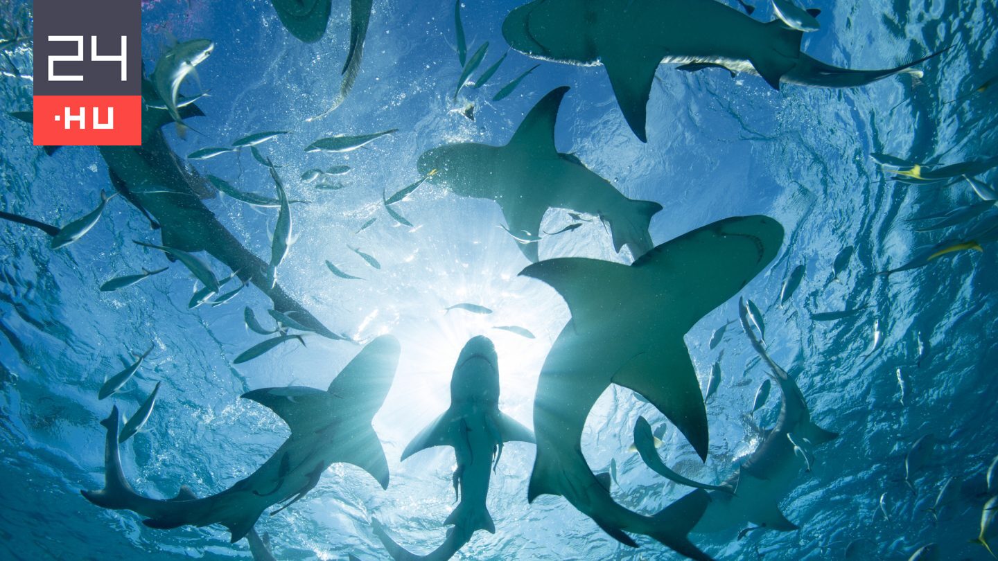 Kvíz: erre a 10 cápákról szóló kérdésre csak egy szakértő tud válaszolni