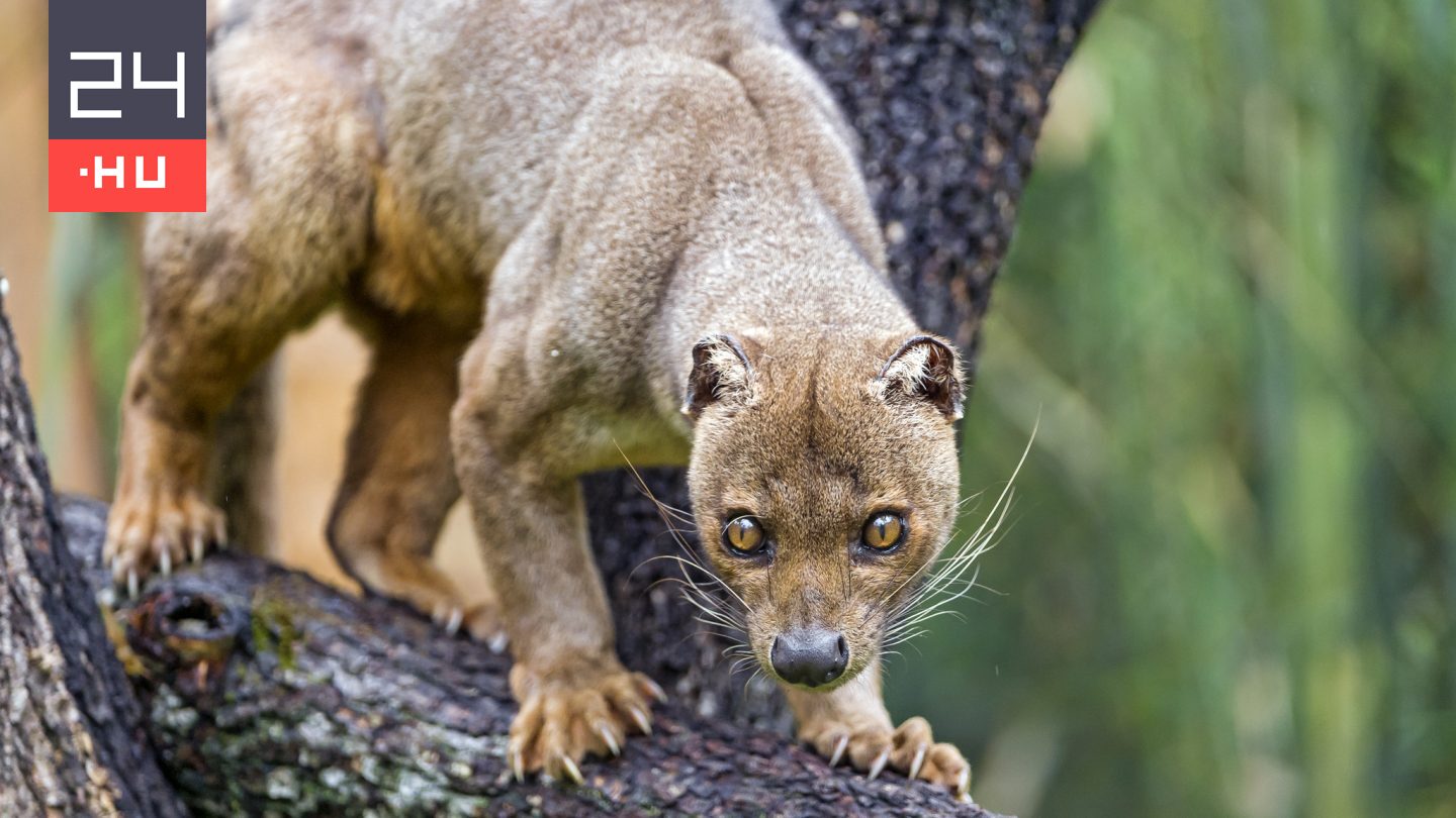Kvíz: ezt a 10 állatot csak egy igazi szakértő ismeri fel