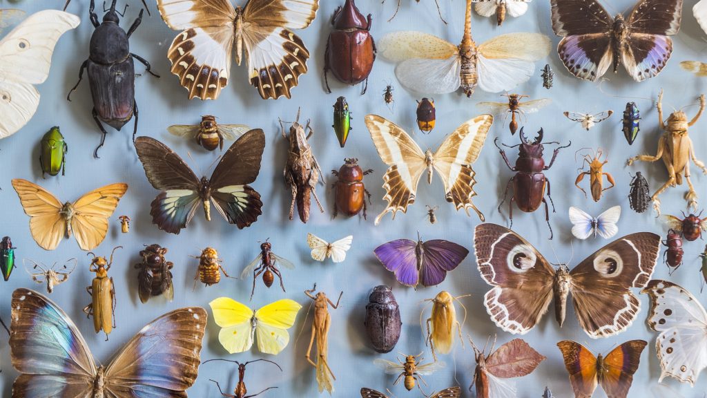 Egyre kevesebb rovar él a világon, és ez óriási probléma az emberiségnek