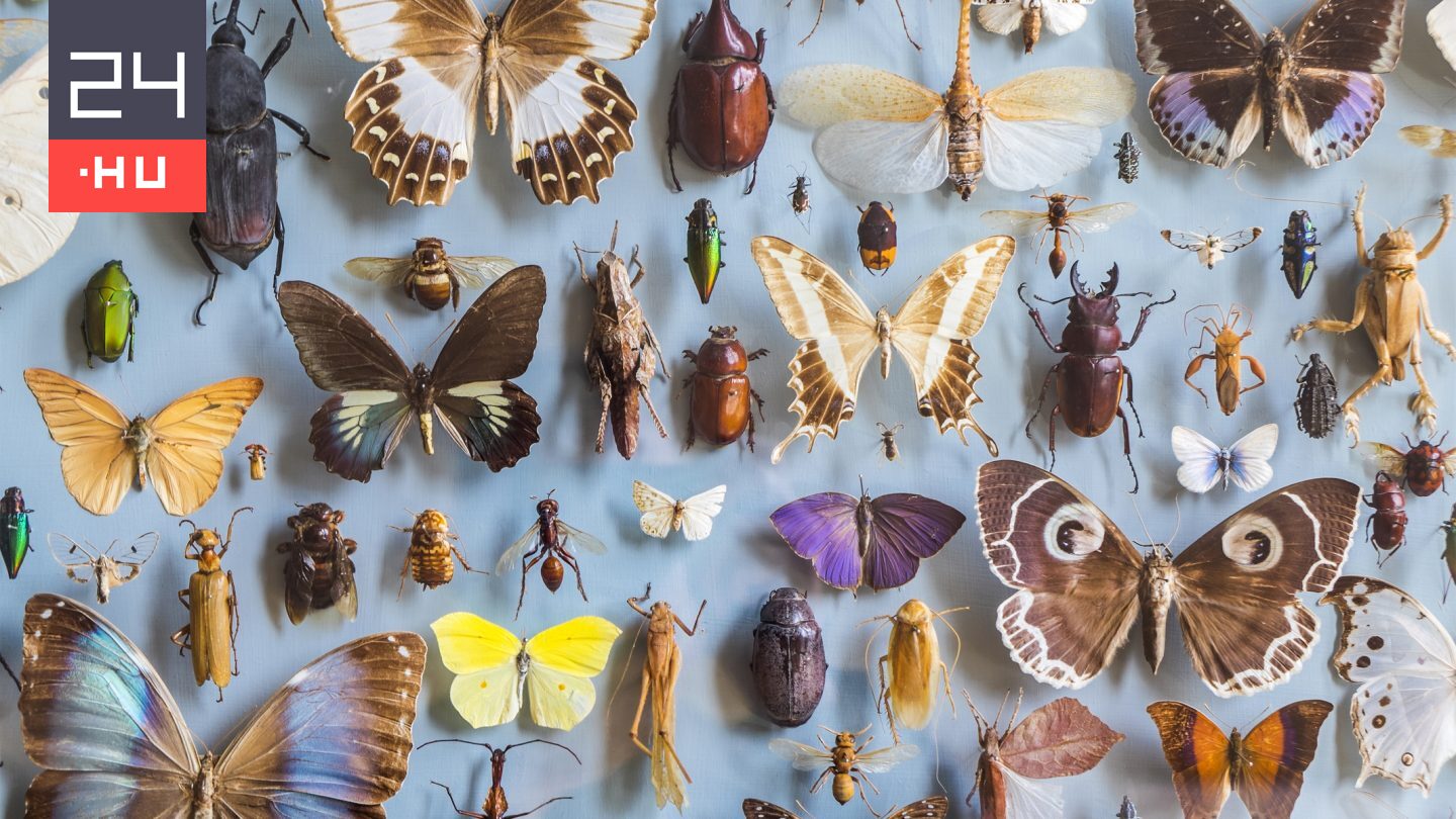 Egyre kevesebb rovar él a világon, és ez óriási probléma az emberiségnek