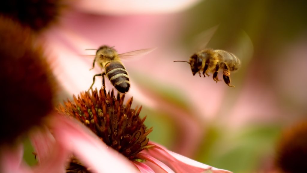 Méhek változtathatják meg a GPS jelenleg ismert formáját