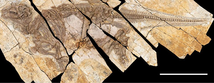 haolong dongi fosszíliája