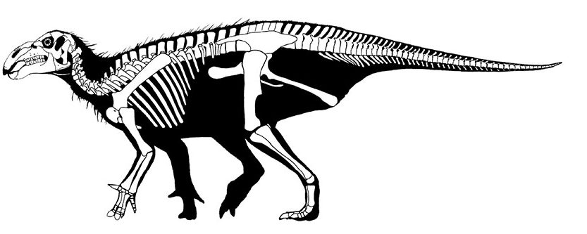 haolong dongi fosszíliája