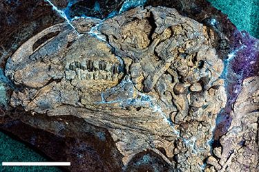 haolong dongi fosszíliája