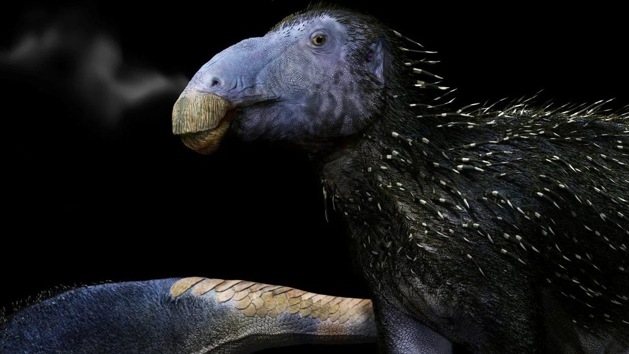 haolong dongi rekonstrukciója